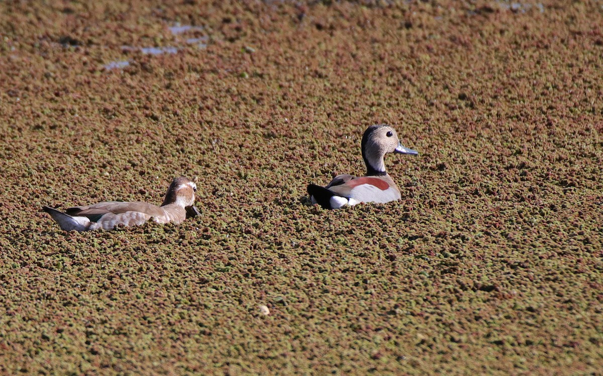 Ringed Teal - ML515578131