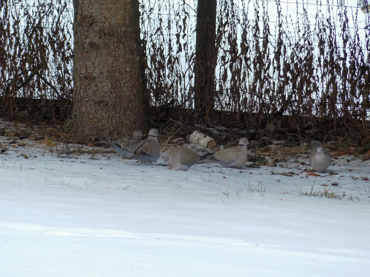 Eurasian Collared-Dove - ML515579521