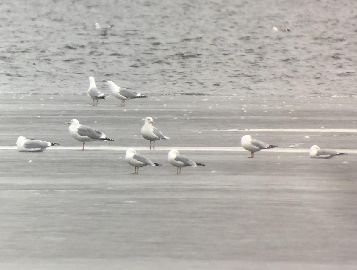 Iceland Gull (kumlieni) - ML51558121