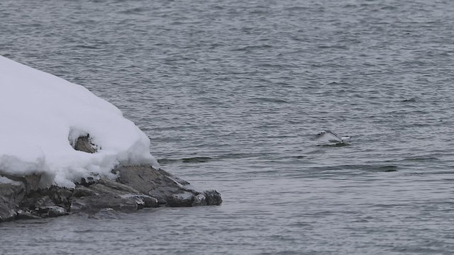 Black-legged Kittiwake - ML515582341