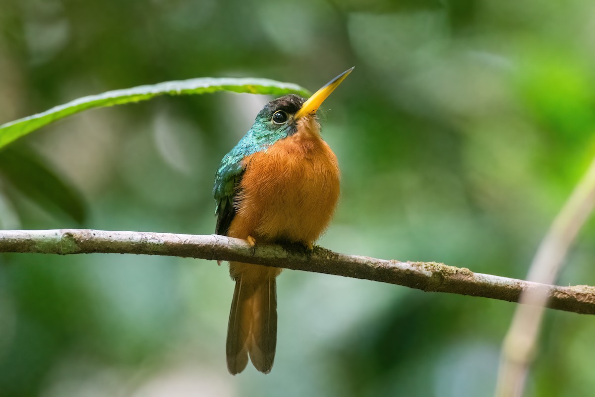 Jacamar à bec jaune (albirostris) - ML515584401