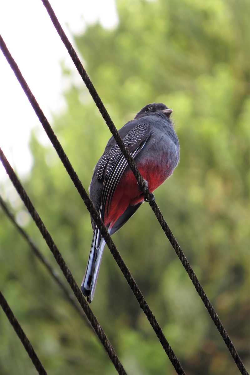 Surucua Trogon - ML51558461