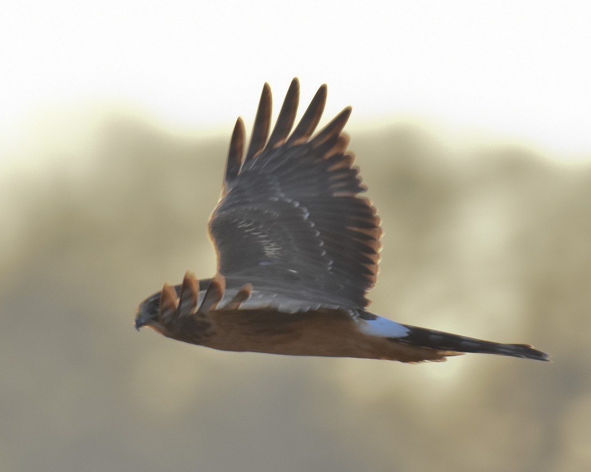 Northern Harrier - ML515584981