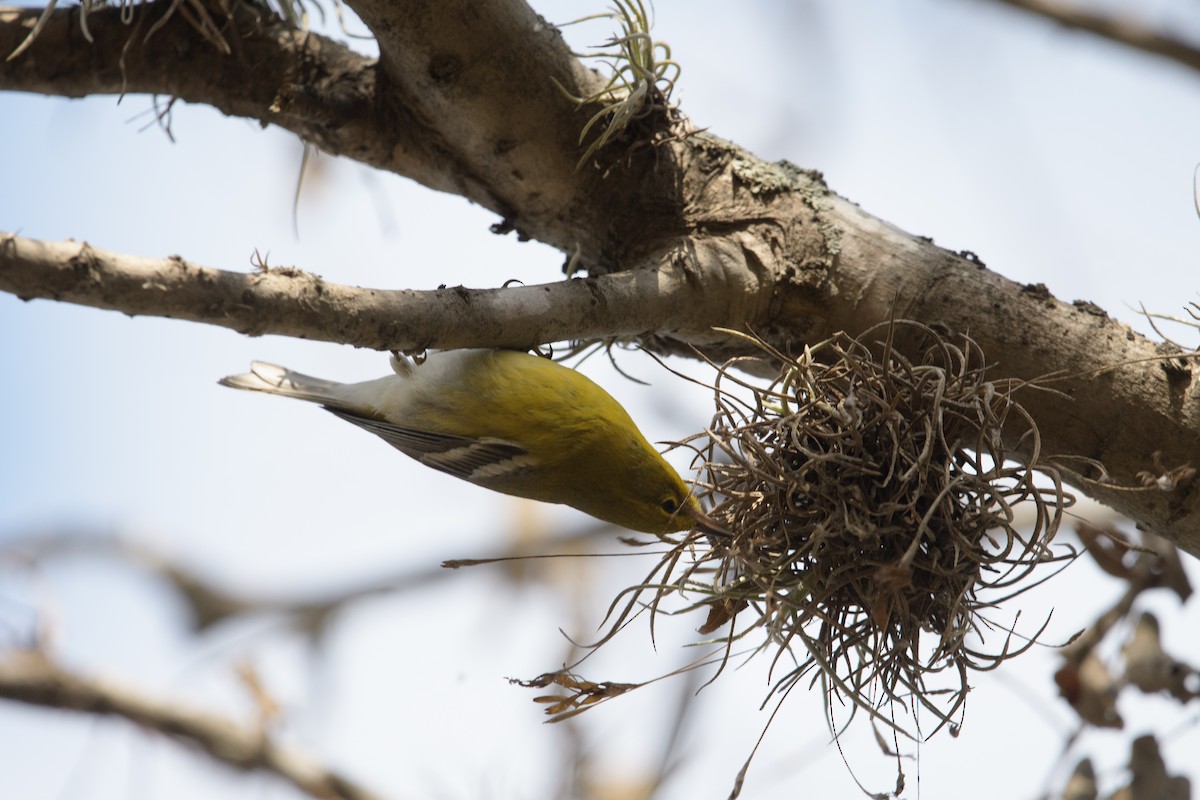 Pine Warbler - ML515585441