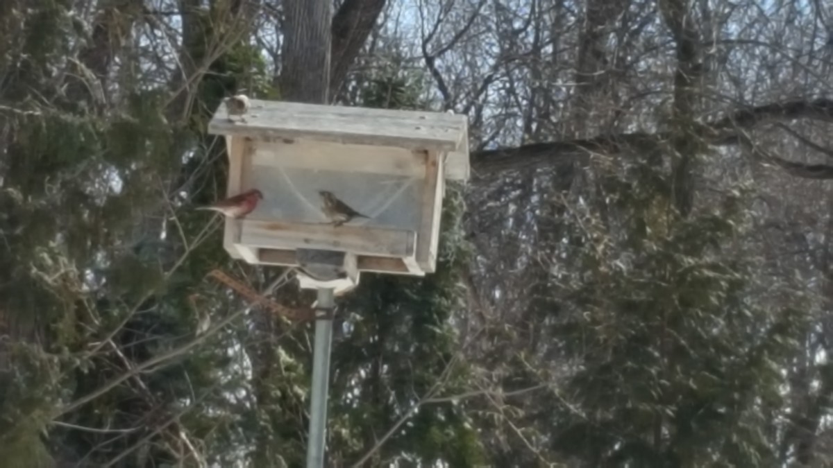 Purple Finch - Paul Buchanan