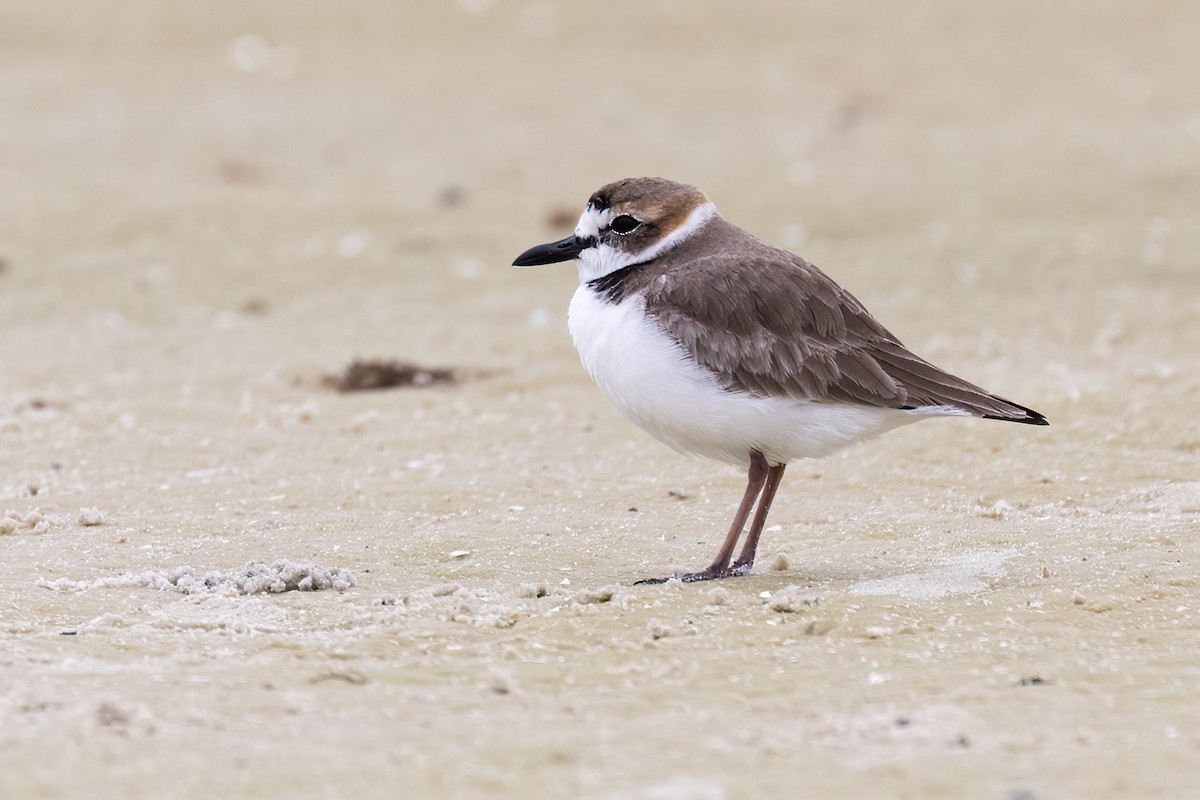 Wilson's Plover - ML515587241