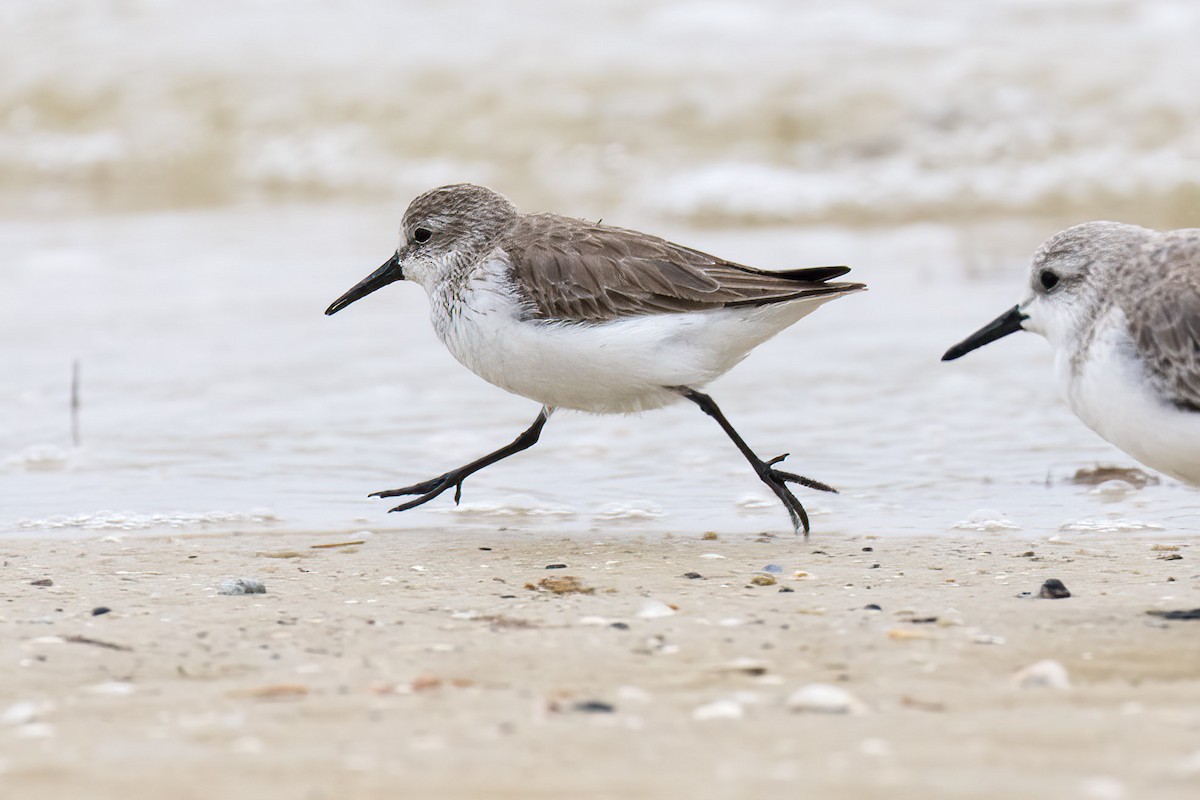 Western Sandpiper - ML515587791