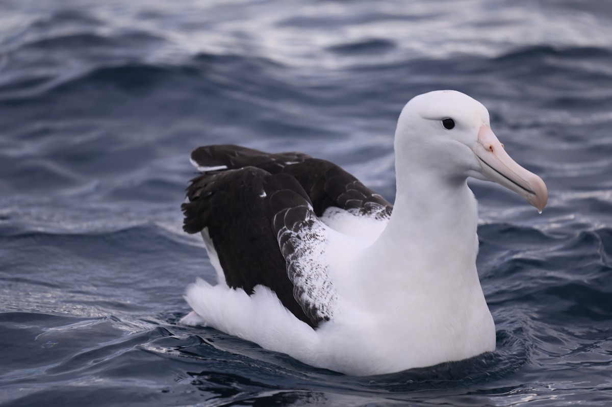 Northern Royal Albatross - ML515587941