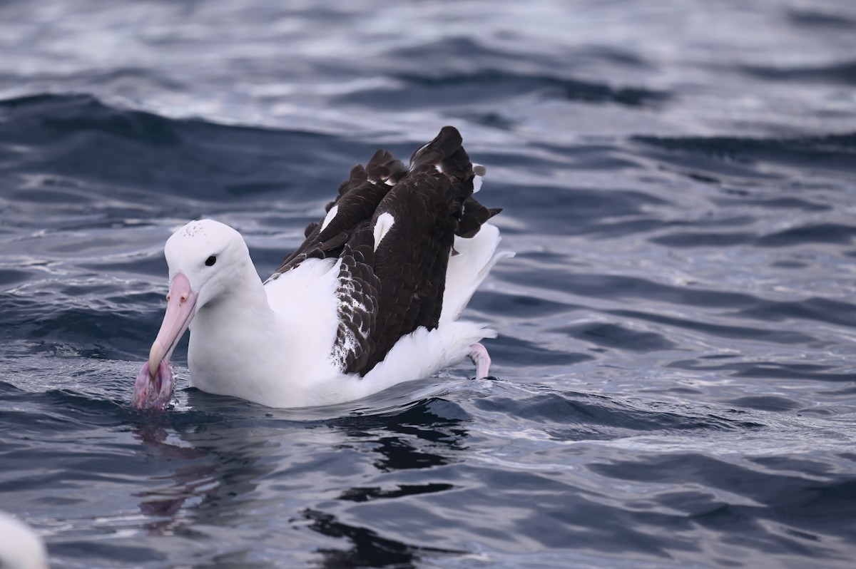 Northern Royal Albatross - ML515587971