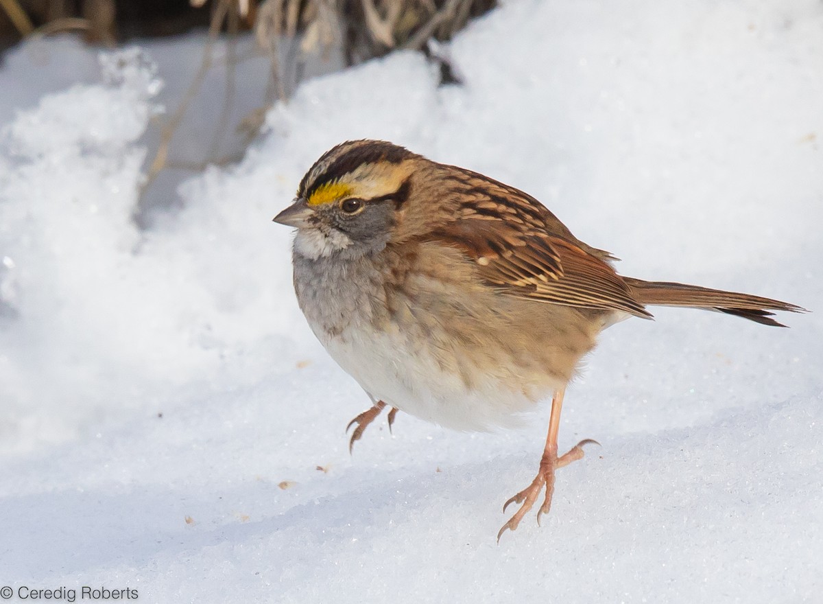 White-throated Sparrow - Ceredig  Roberts