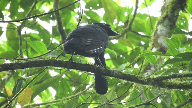 Long-wattled Umbrellabird - ML515588611