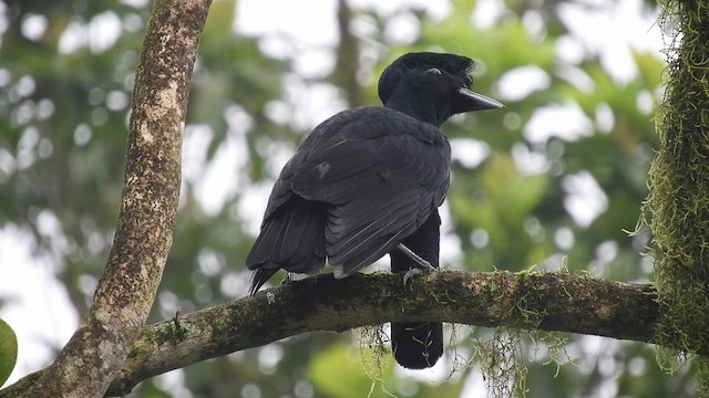 Эквадорская зонтичная птица - ML515588651