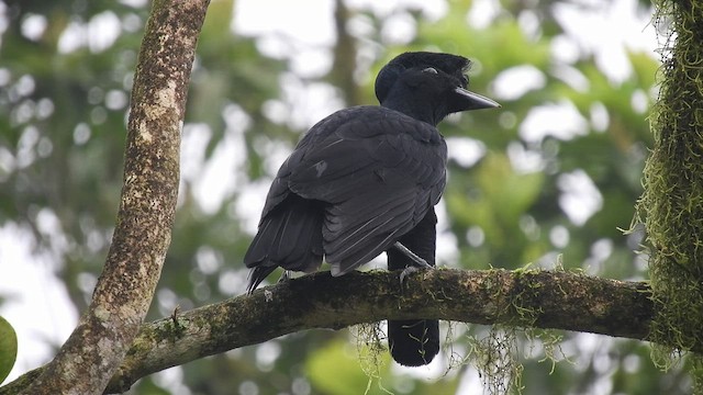 Long-wattled Umbrellabird - ML515588651