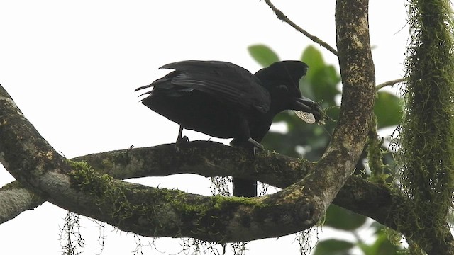 Эквадорская зонтичная птица - ML515588661