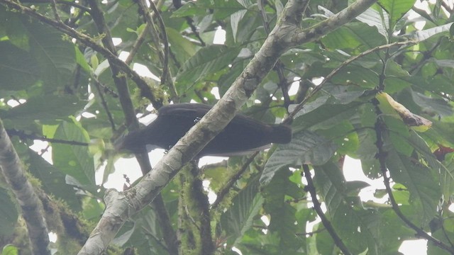 Эквадорская зонтичная птица - ML515588671