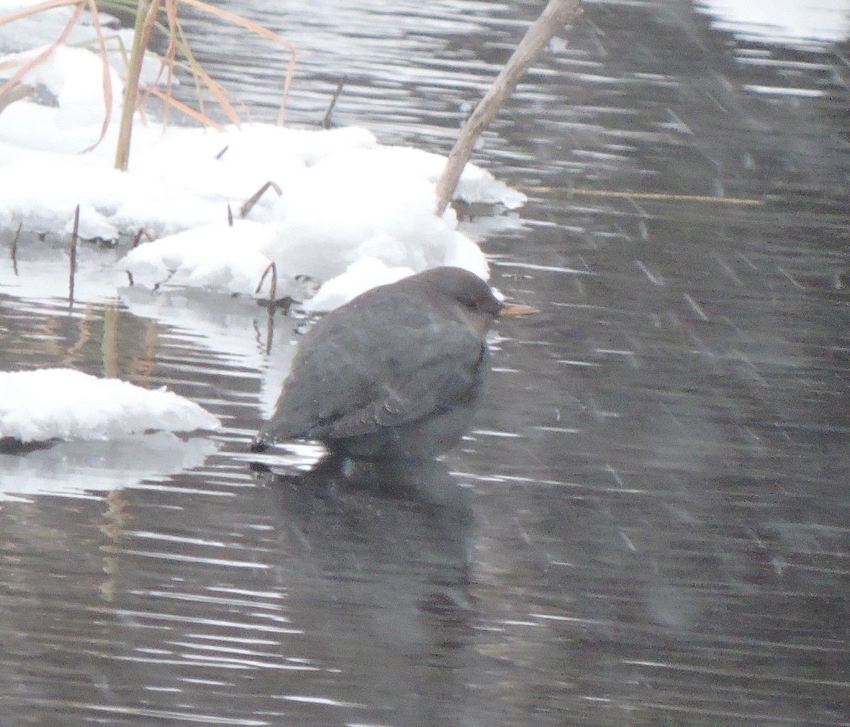 American Dipper - ML515589561