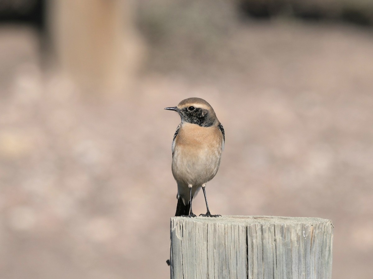 Desert Wheatear - ML515589751