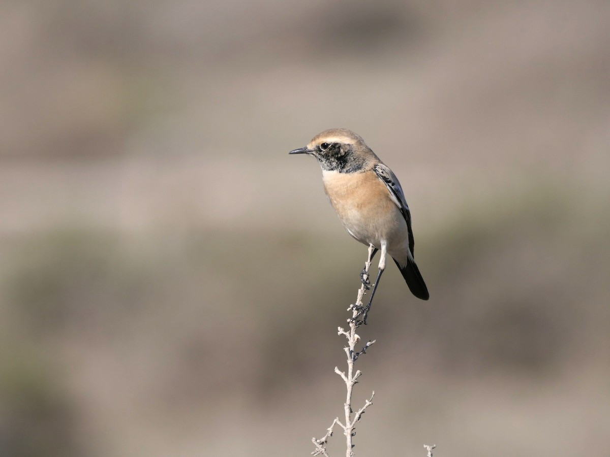 Desert Wheatear - ML515589771