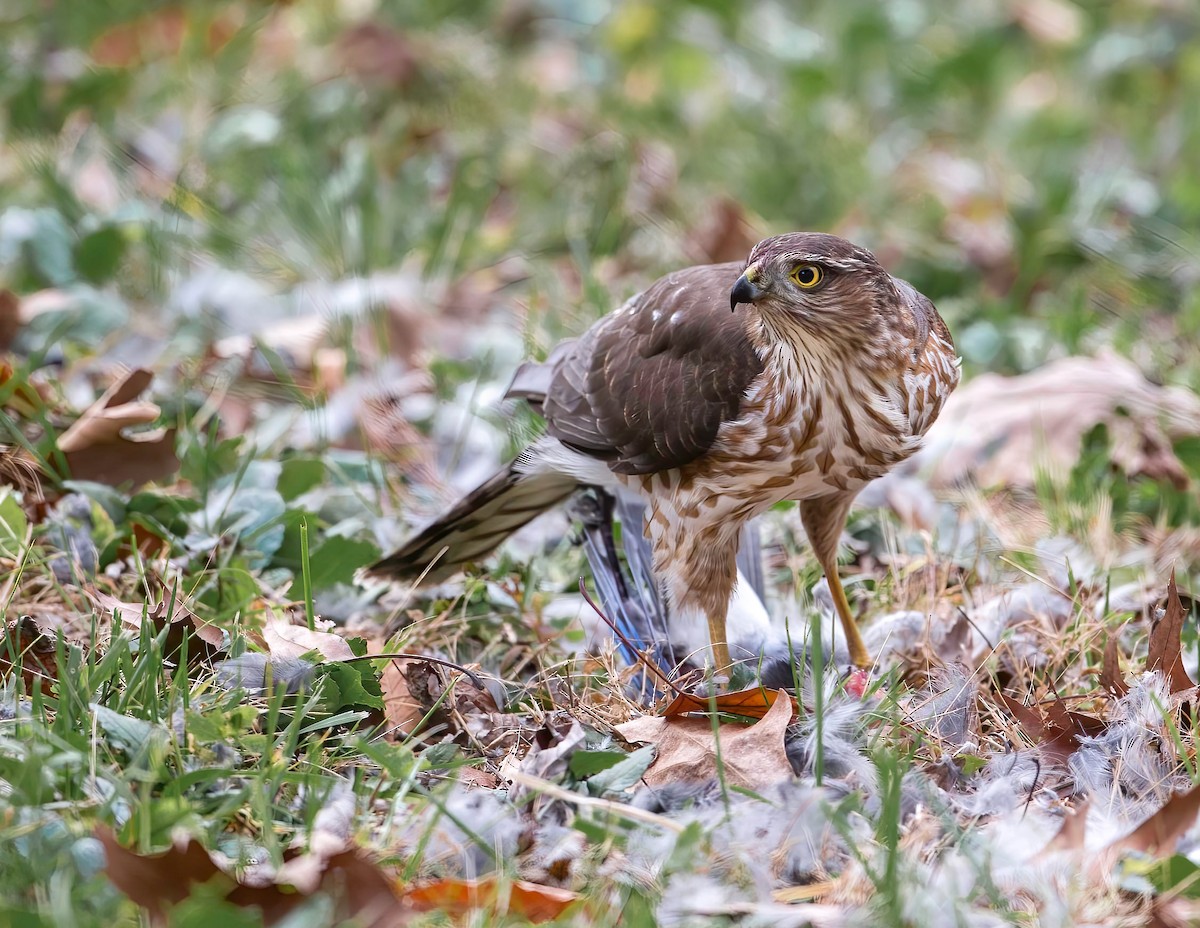 Sharp-shinned Hawk - ML515590461