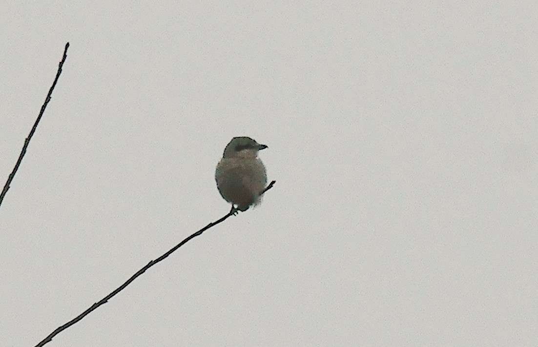 Northern Shrike - ML515593841