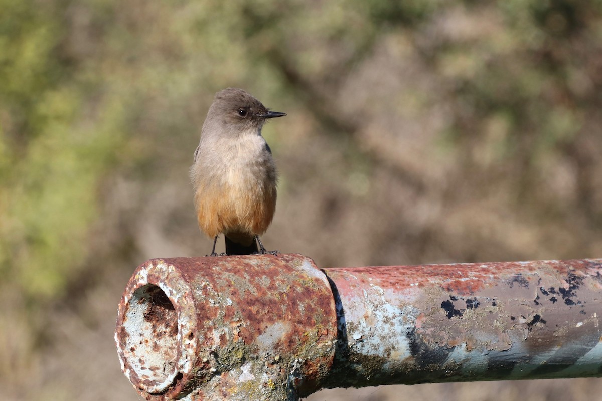 Say's Phoebe - ML515594581