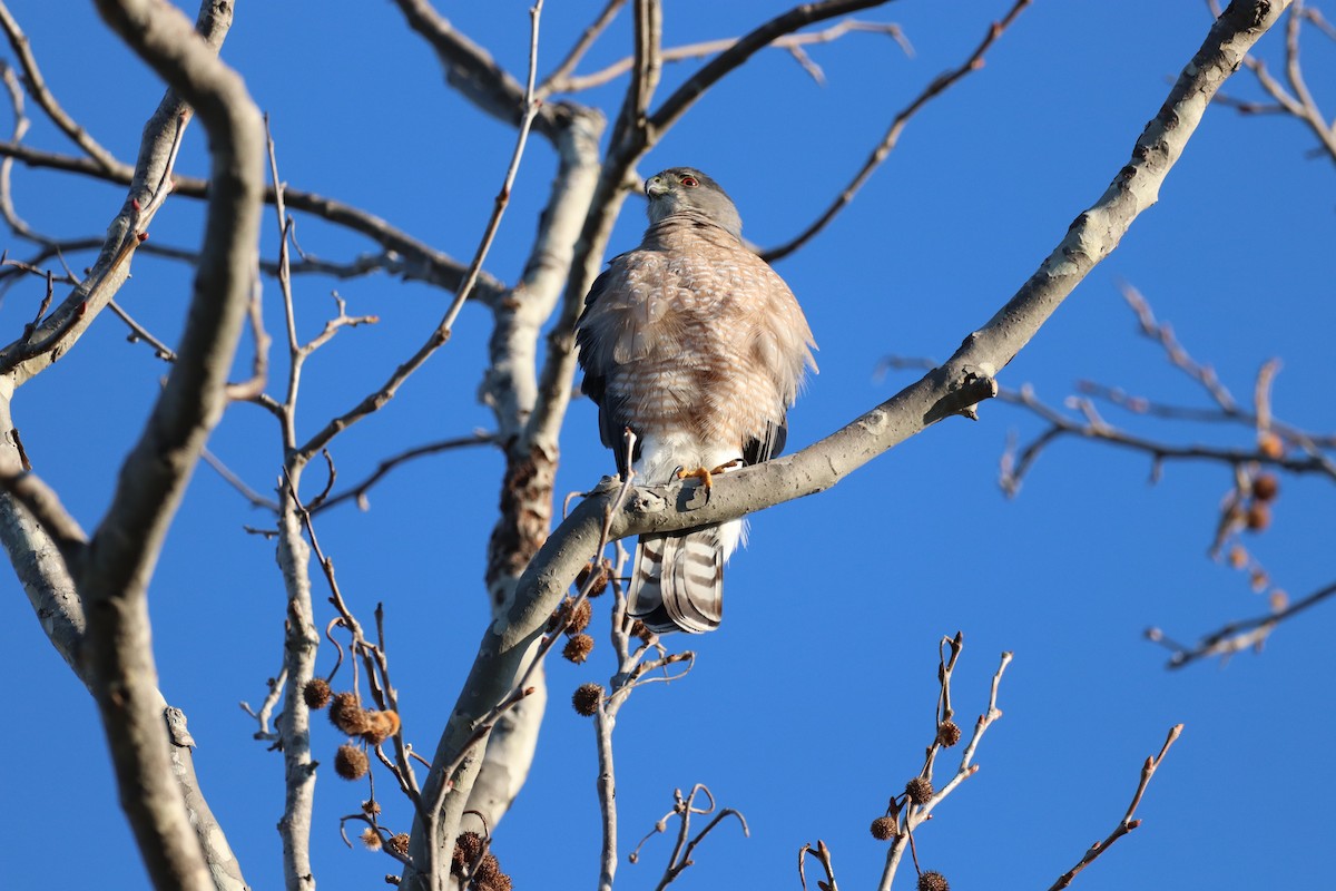 Cooper's Hawk - ML515595941