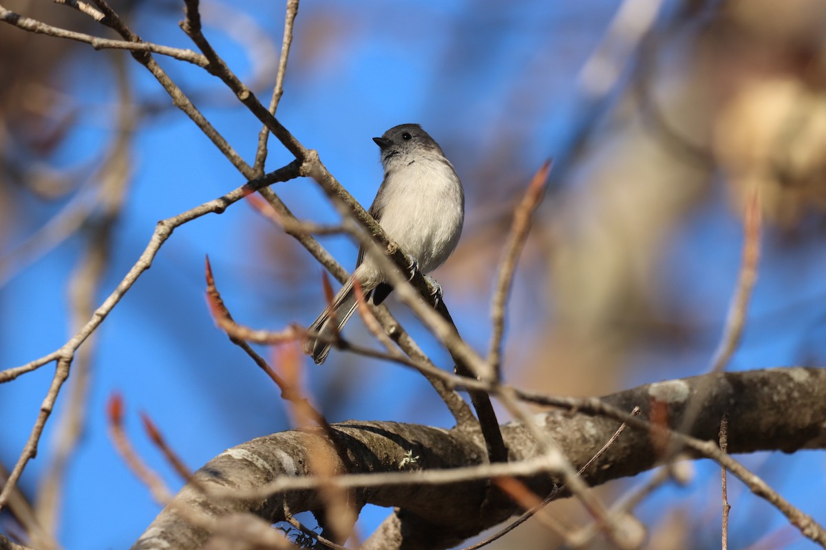 Oak Titmouse - ML515596021