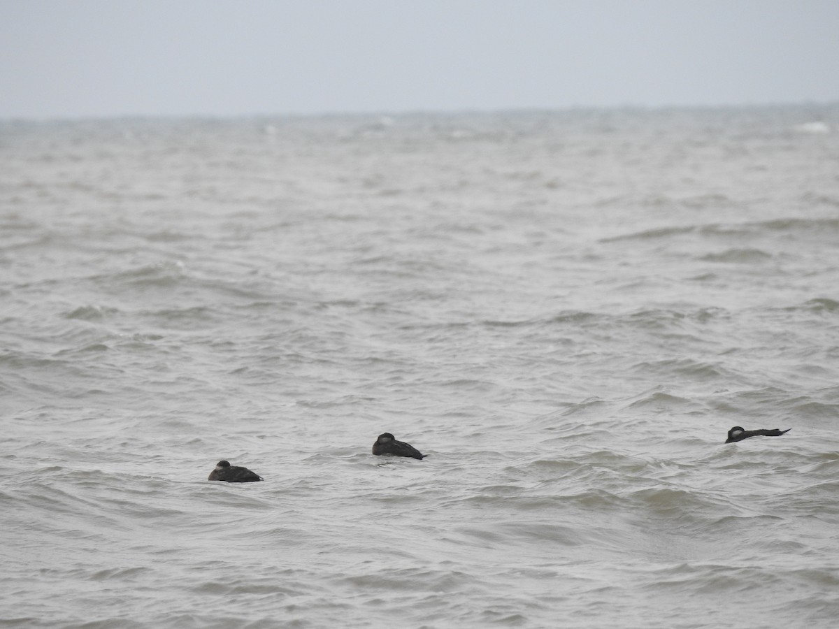 Black Scoter - Joseph Aubert