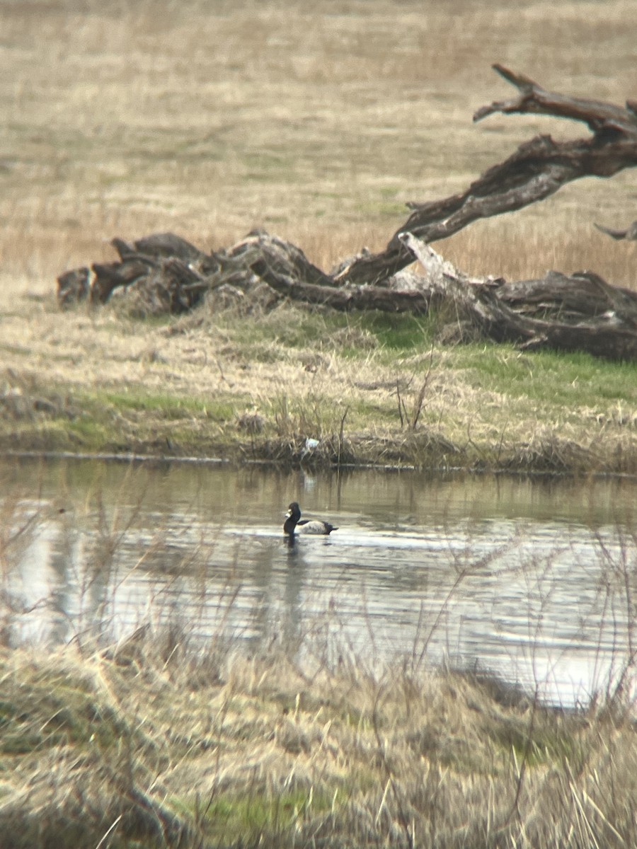 Ring-necked Duck - ML515599041