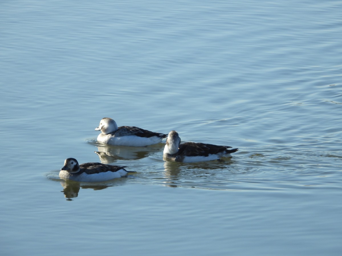 Long-tailed Duck - ML515599391