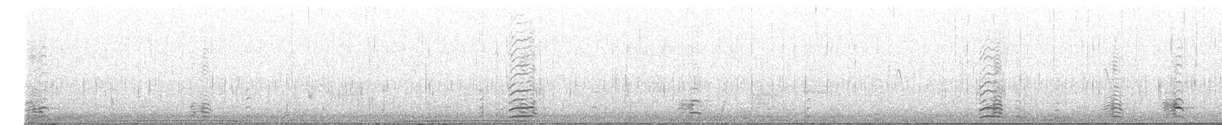 berneška malá (ssp. taverneri) - ML515601461