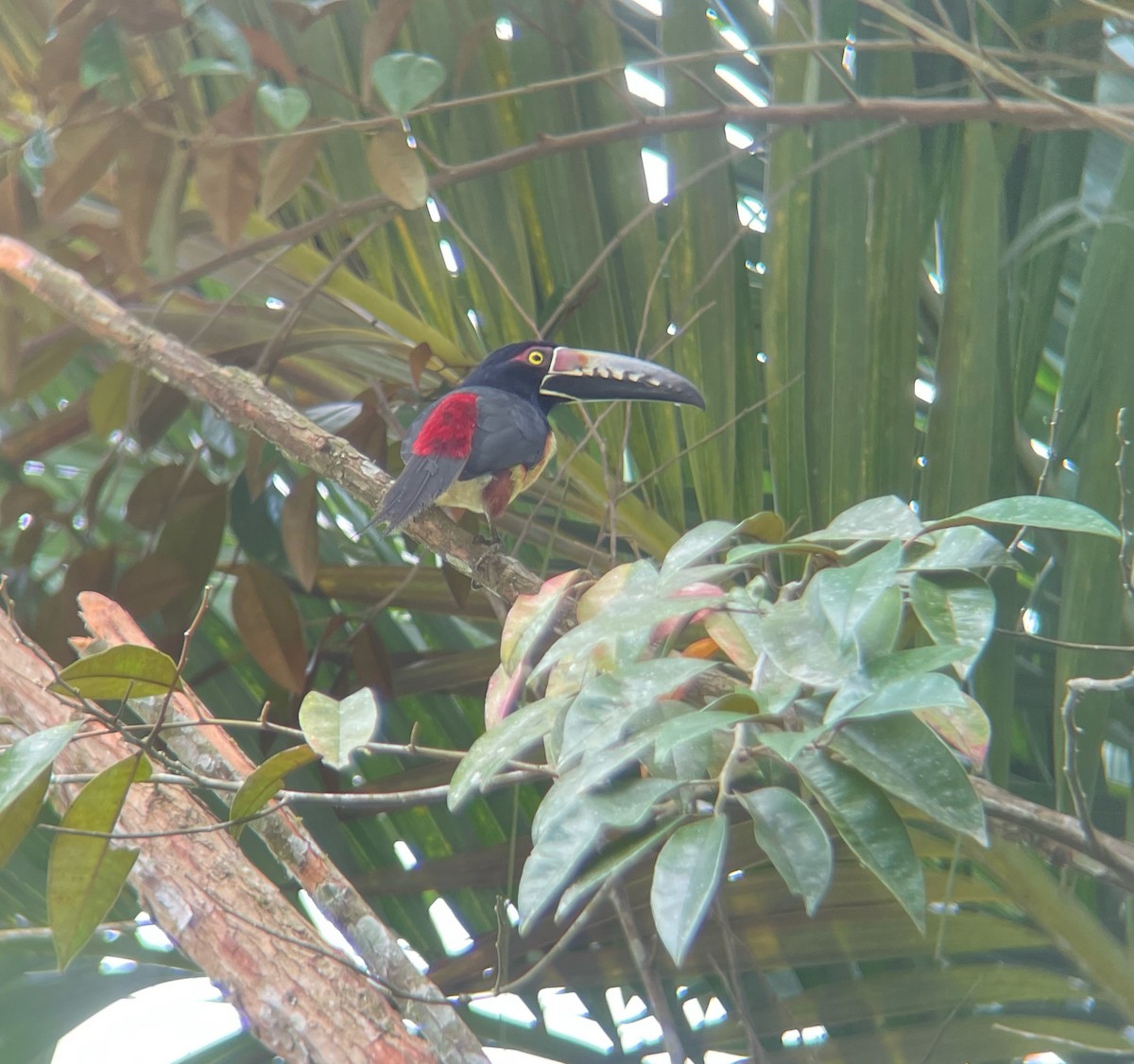 Collared Aracari - ML515601901