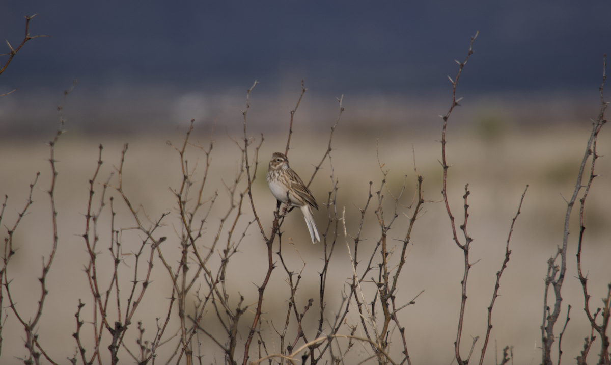 Vesper Sparrow - ML515601921