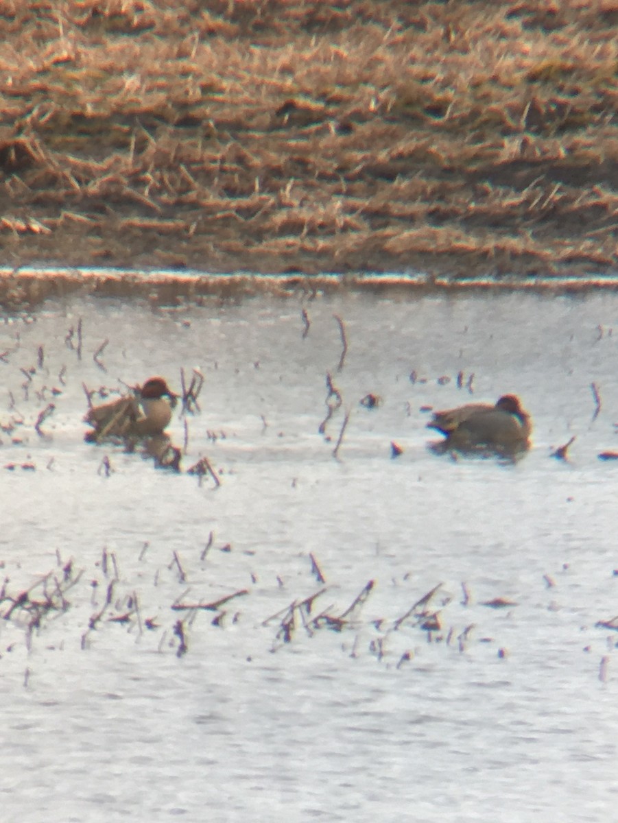 Green-winged Teal - ML51560341