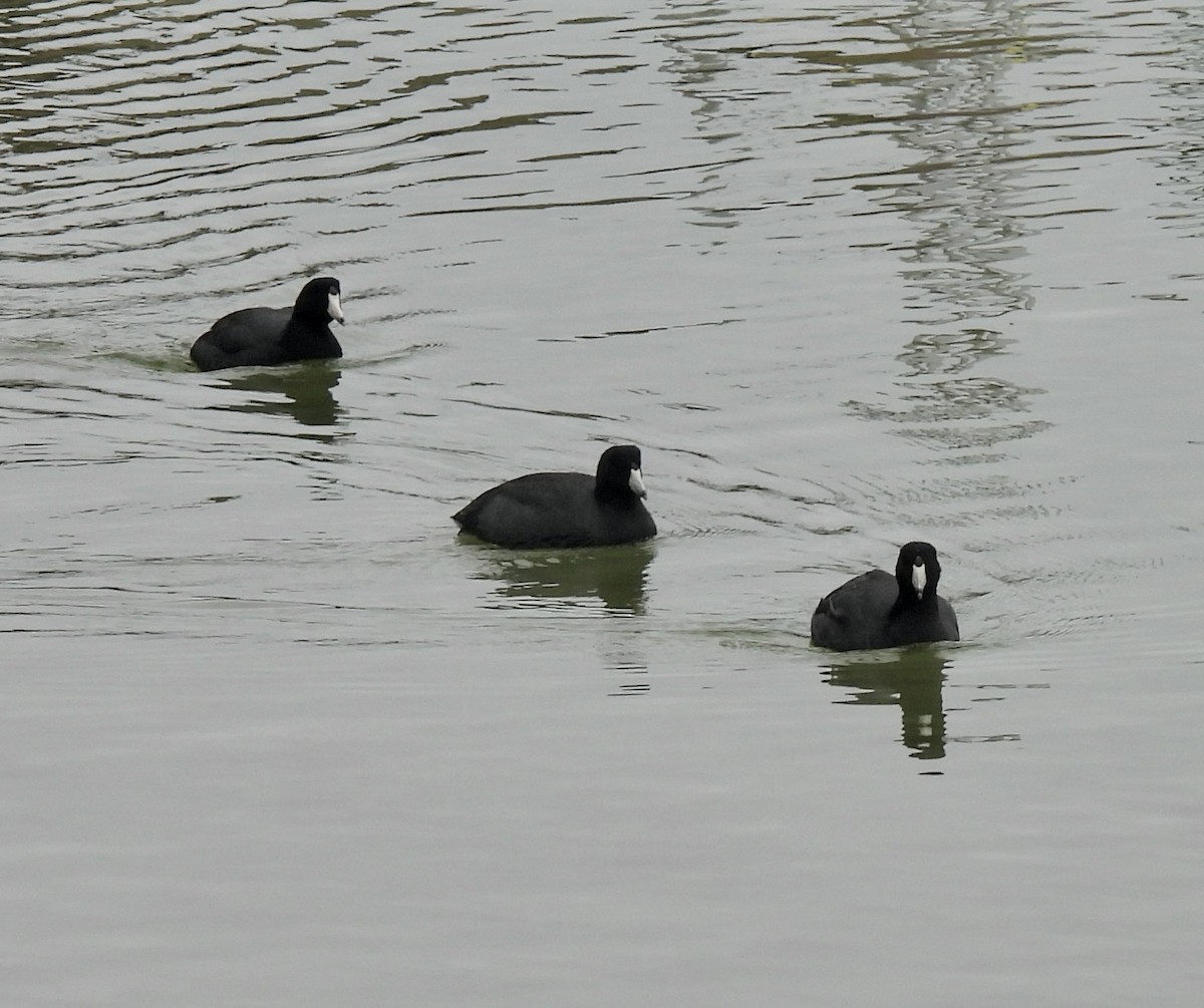 American Coot - ML515603481