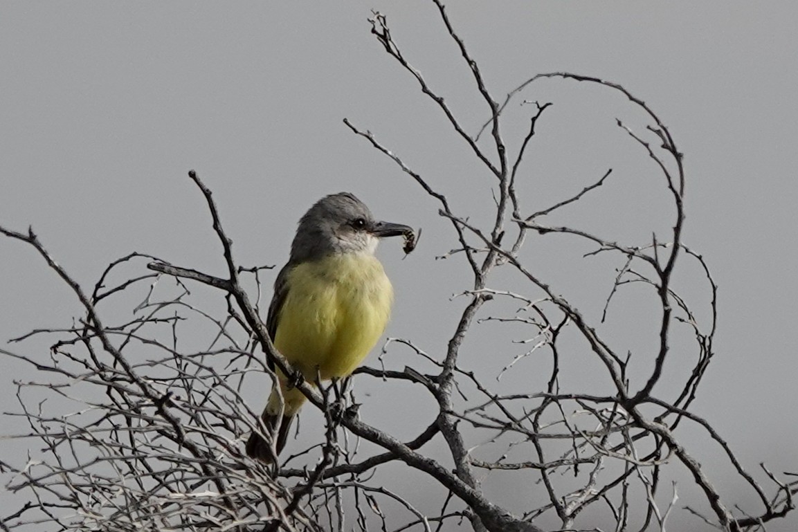 Tropical Kingbird - ML515604641