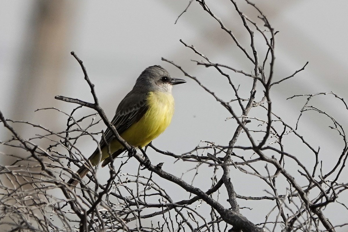 Tropical Kingbird - ML515604691