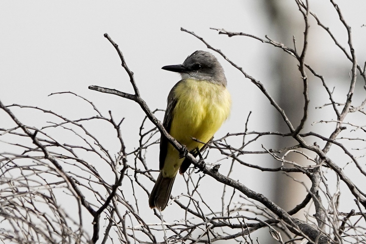 Tropical Kingbird - ML515604701