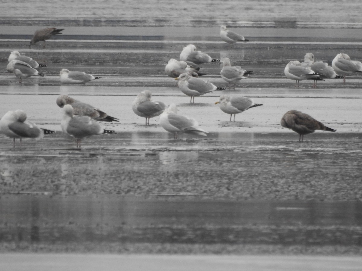 Iceland Gull - ML515608261