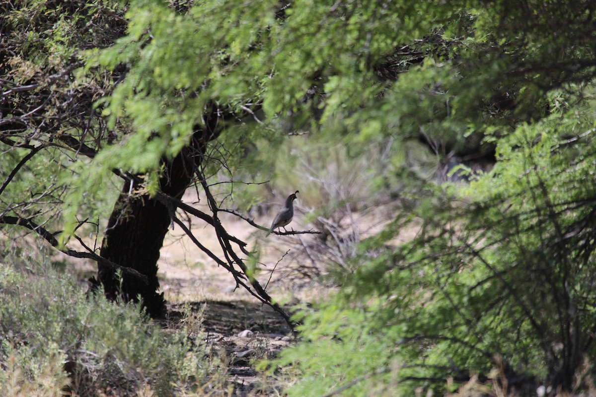 Gambel's Quail - ML515609871