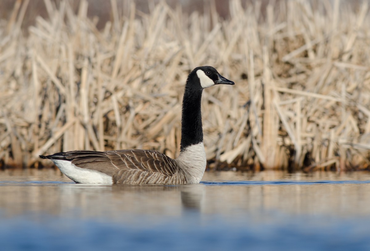 Canada Goose - Alix d'Entremont