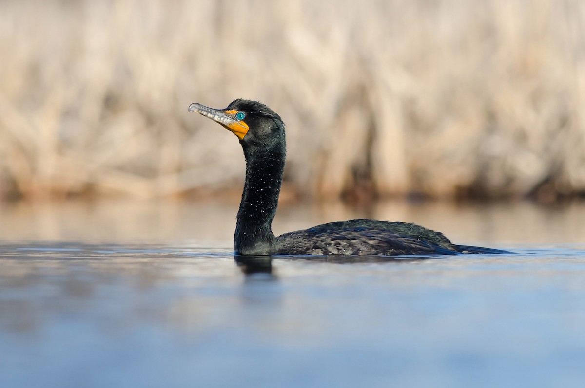 Cormorán Orejudo - ML51561131