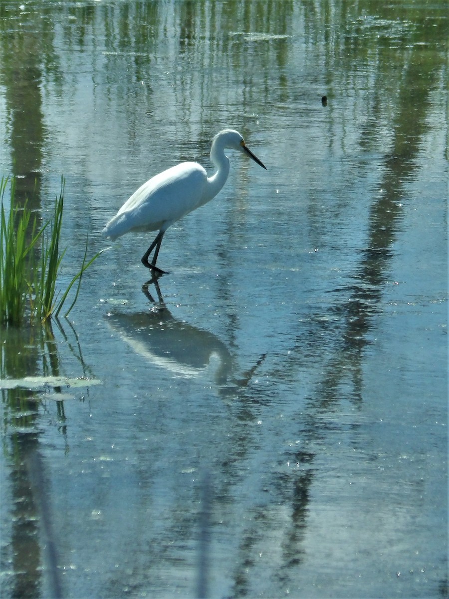 Aigrette neigeuse - ML515611981