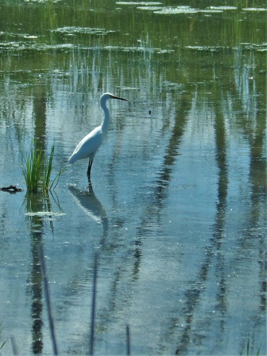 Aigrette neigeuse - ML515611991