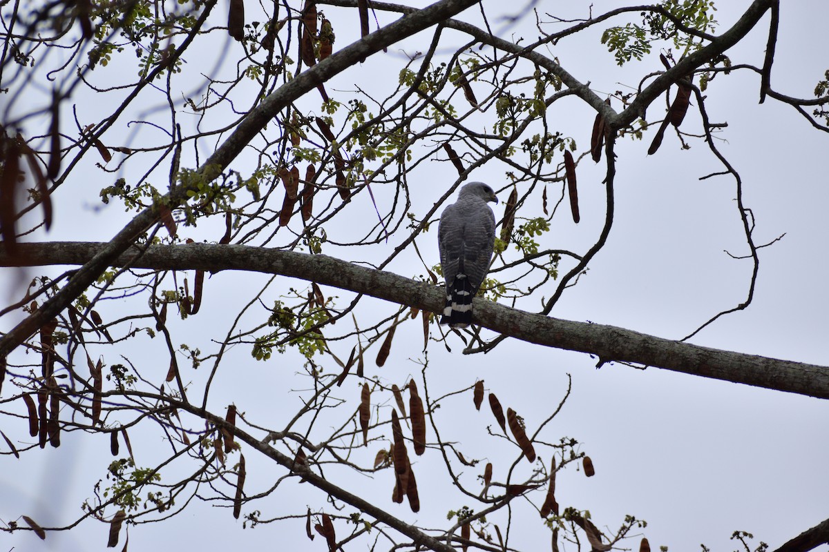 Gray-lined Hawk - ML515612591