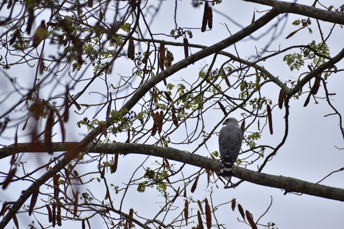 Gray-lined Hawk - ML515612611