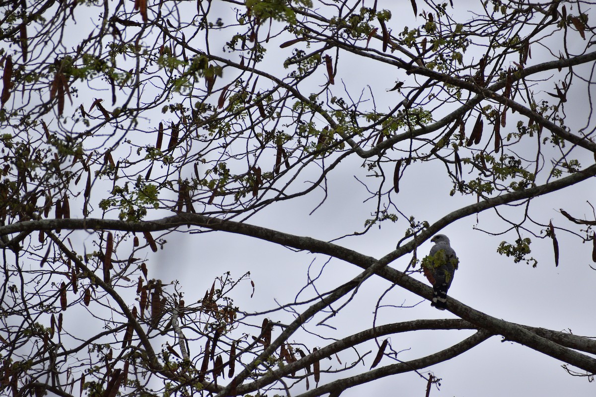Gray-lined Hawk - ML515612621