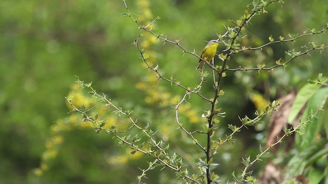 Gray-hooded Warbler - ML515613