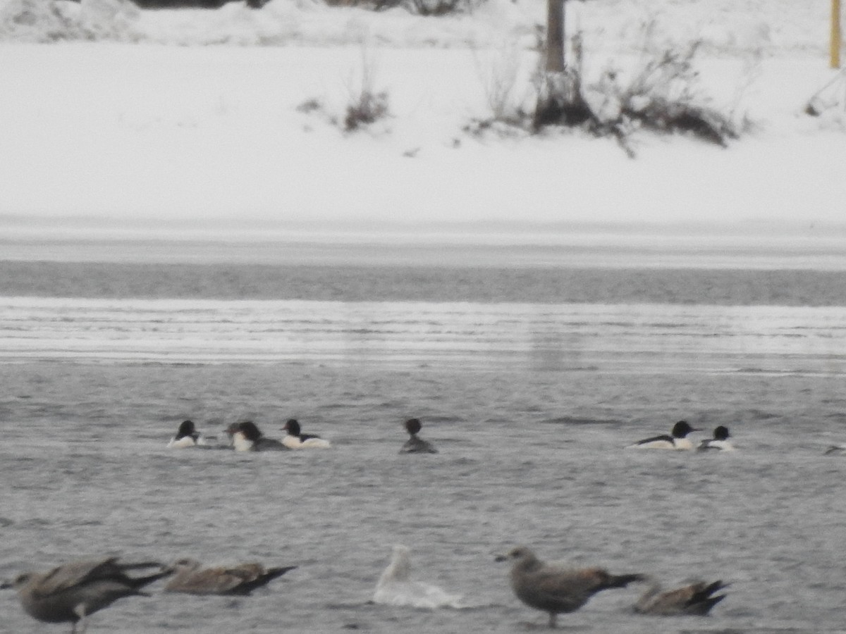 Glaucous Gull - ML515613141