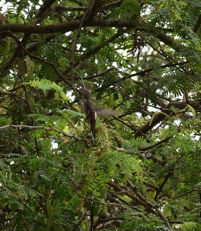 Long-billed Starthroat - ML515613231